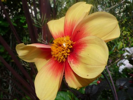 Dahlia 'Fata Morgana' July 24th 2008.