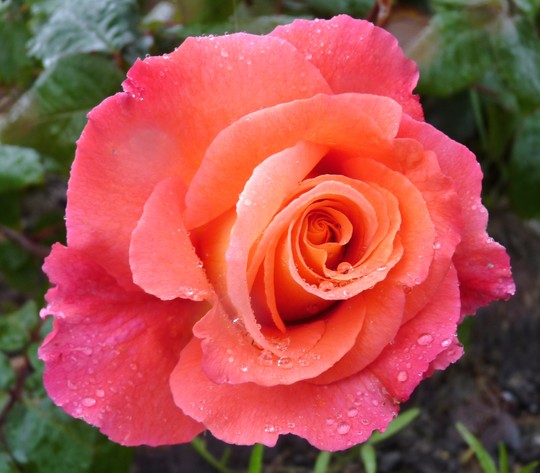 Climbing Rose 'Sunrise'