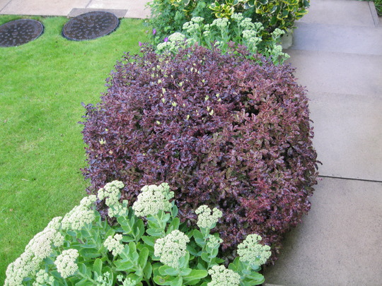 'Tom Thumb' Pittosporum for Shirley..:o)