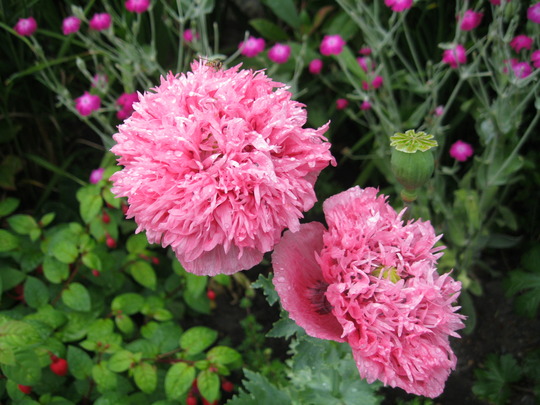 Rogue Poppy..