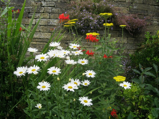 Achillea,and Daisies..
