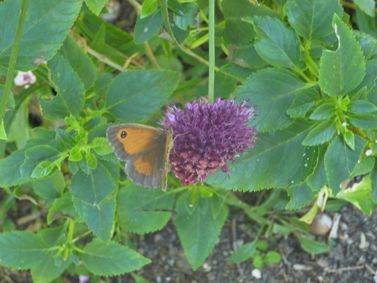 Gatekeeper Butterfly on Allium
