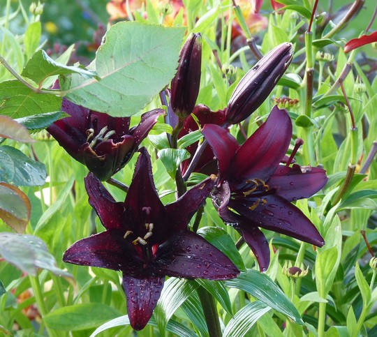 Lilium (should be Le Baron, but that has a white edge)