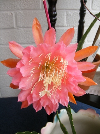 Epiphyllum.