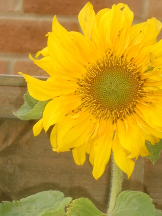 Sunflower.
