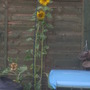 July_08___2_045
