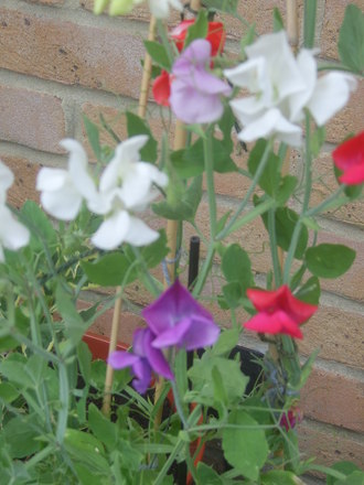 Sweetpeas......