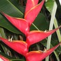Heliconia