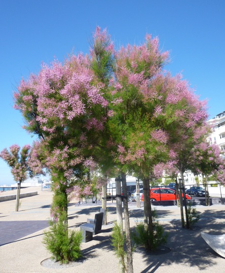 Tamarix
