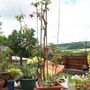 Fuchsia - Lady Boothby