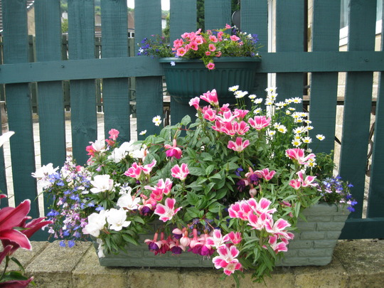 Wall trough...