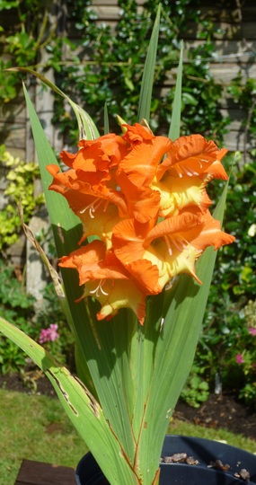 Gladiolus 'Princess Margaret Rose'