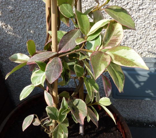Trachelospermum jasminoides Variegata (Trachelospermum jasminoides (Star jasmine))