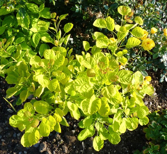Cotinus coggyria 'Golden Spirit' (Cotinus coggyria)