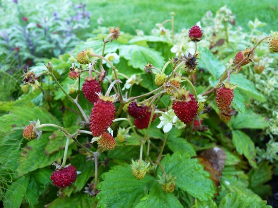 Fragaria vesca sempervirens - Alpine Strawberry (Fragaria vesca sempervirens)