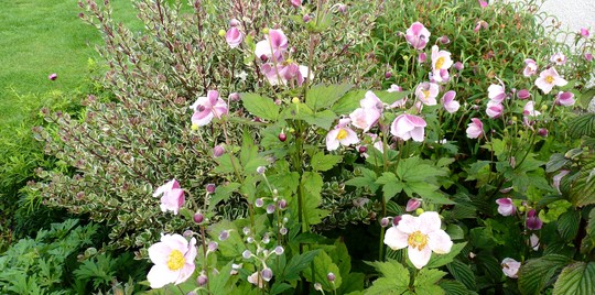 Anemone 'September Charm' with variegated Myrtle behind