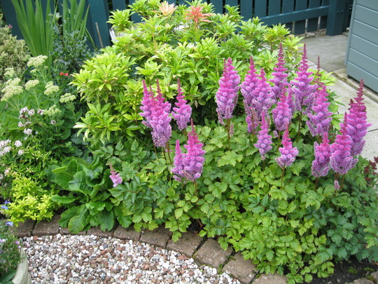 Astilbe Chinensis..