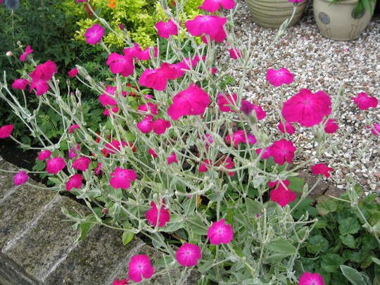 Lychnis..