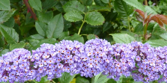 Buddleia 'Nanho Blue' sad without any visitors :(