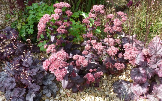 Sedum 'Purple Emperor' and Heuchera friends
