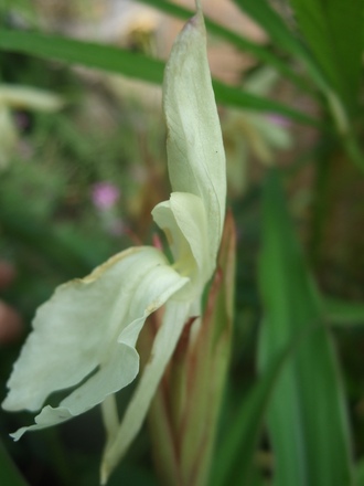 Roscoea 'Beesiana' (Roscoea cautleyoides (Roscoea))