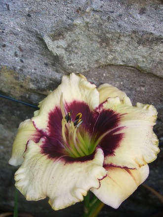 Hemerocallis 'Blackthorne' (Hemerocallis)