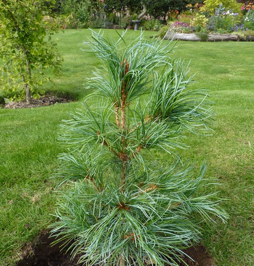 New Conifer