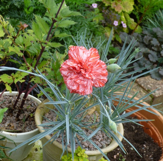 Dianthus 'Haytor Rock'