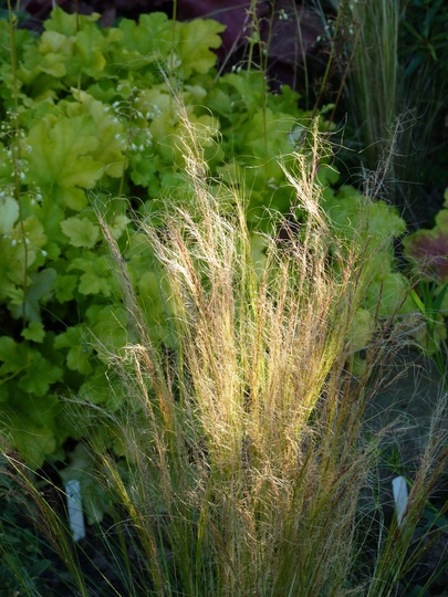 Stipa tenuissima...a great grass for long-shadow days. (Stipa tenuissima (Feather grass))