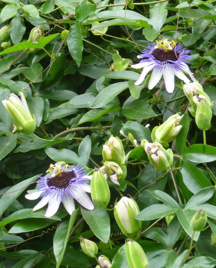 Passiflora 'Silly Cow'