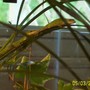 My pets anoles