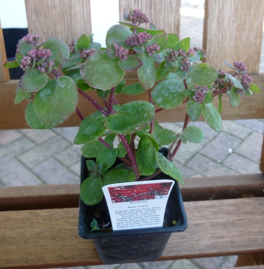 Sedum 'Red Cauli'