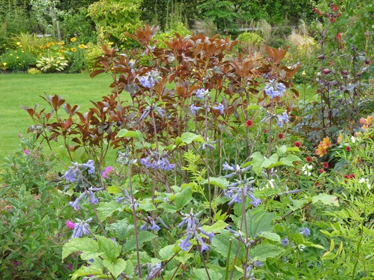 Clematis hercleifolia 'Cassandra' with backdrop of Rhododendron 'Ebony Pearl' (Clematis heraclefolia)