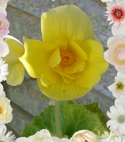 Yellow double Begonia