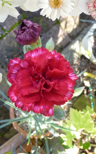 Dianthus Devon Magic (Dianthus)