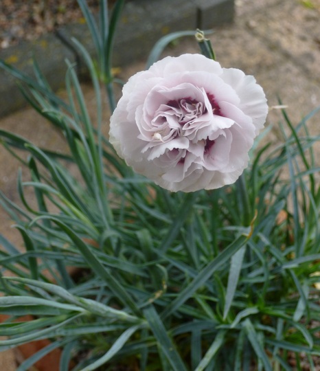Dianthus Cranmere Pool (Dianthus)