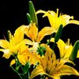 Lilybouquet2a-1