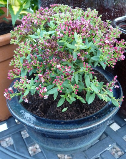 Crassula for my winter greenhouse. (Crassula sarcocaulis)