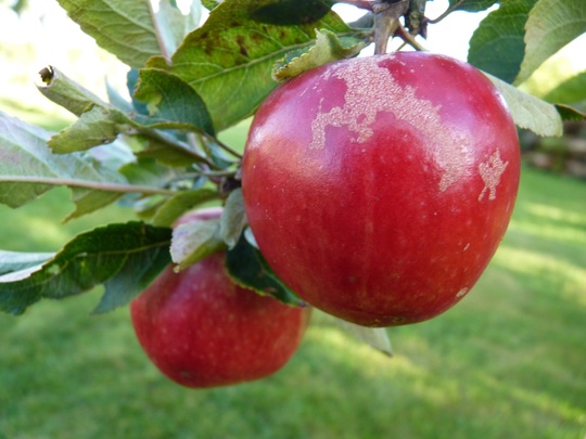 Malus 'Katy' looking ripe and 'reddy' :)