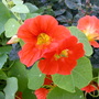 Nasturtiums a colourful wanderer in the flower beds.