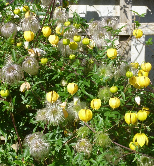 Clematis tangutica