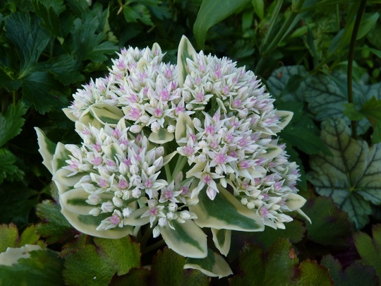 Sedum 'Frosty Morn'