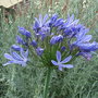 Agapanthus campanulatus (Agapanthus campanulatus)