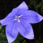 Platycodon grandiflorus (Platycodon grandiflorus)