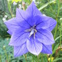 Platycodon - 2 (Platycodon grandiflorus)
