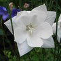 Platycodon - 3 (Platycodon grandiflorus)