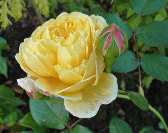 rose 'Charlotte' ...lovely healthy foliage on this one.