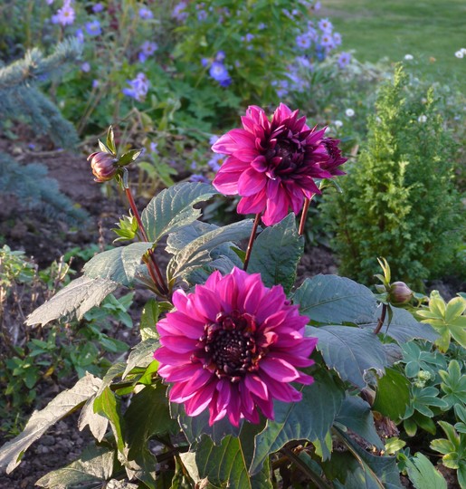 Dahlia 'Purple Haze' (Dahlia 'Purple Haze')