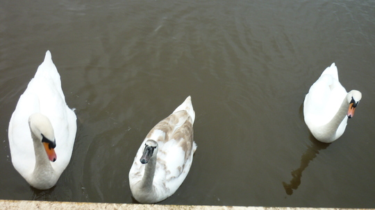 Swans at the River Gardens Belper