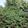 Fuchia Bush (8 feet tall)